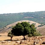 Палестинский дуб напротив древней Ютваты. Верхняя Галилея. Июнь 2008 г. Фото © паломнический центр "Россия в красках"