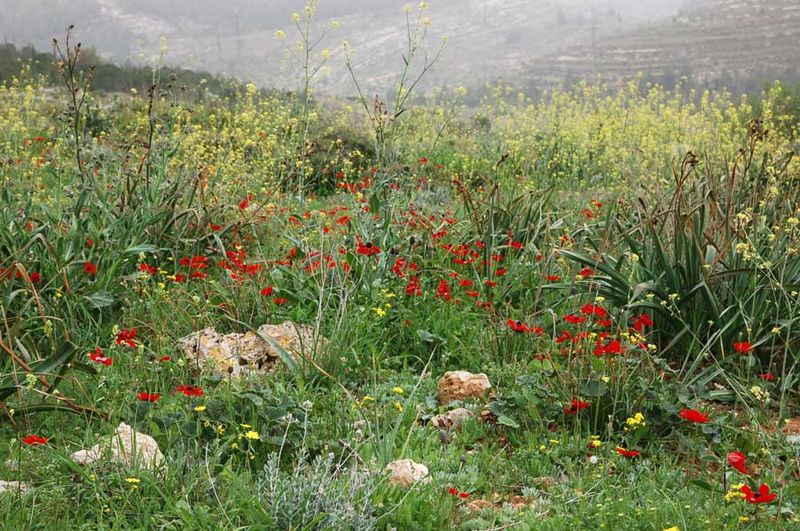 Белая долина в окрестностях Иерусалима. 8 марта 2008 г. Фото © паломнический центр "Россия в красках" в Иерусалиме