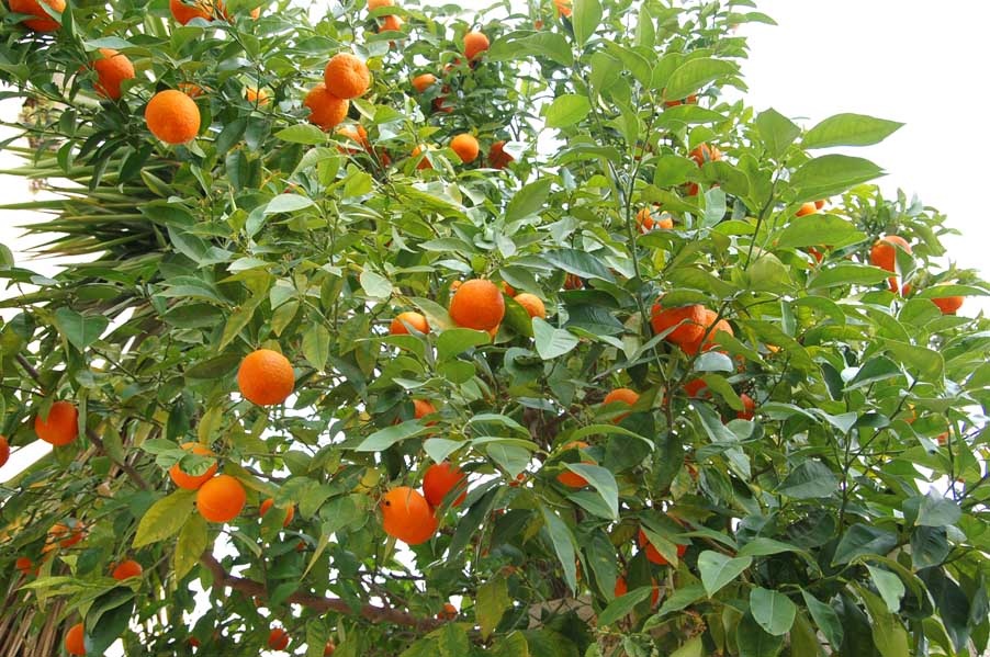 Мандариновое дерево. Citrus reticulata. Иерусалим. 8 марта 2008 г. Фото © паломнический центр "Россия в красках"