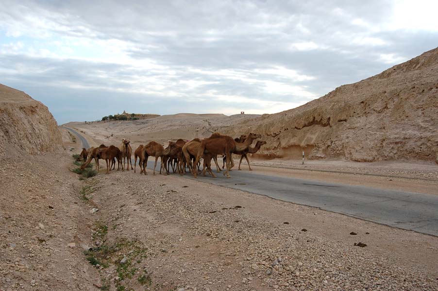 Верблюды в Иудейской пустыне. Фото © паломнический центр "Россия в красках" в Иерусалиме