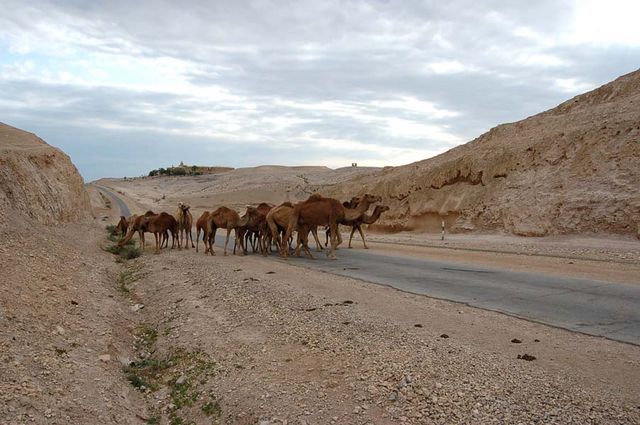 Верблюды в Иудейской пустыне. Фото © паломнический центр "Россия в красках" в Иерусалиме