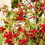 Квисквалис - растение с тысячью имен. אלםון הודי Quisqualis indica. Иерусалим 12 сентября 2008 г. Фото © "Россия в красках
