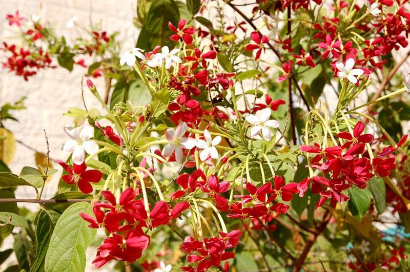 Квисквалис - растение с тысячью имен. אלםון הודי Quisqualis indica. Иерусалим 12 сентября 2008 г. Фото © "Россия в красках