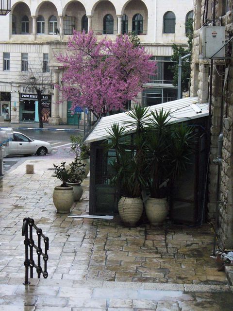 Весна в Иерусалиме. © Светлана Михайлова