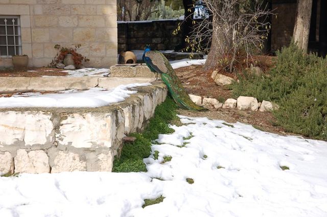 Монастырский павлин среди снега. Фото © паломнический центр "Россия в красках" в Иерусалиме