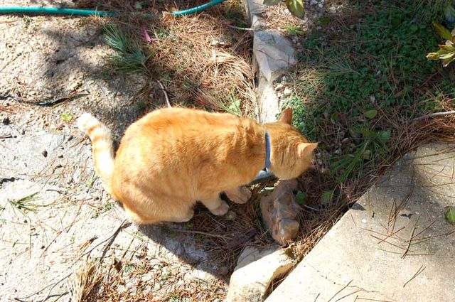 Елеонский кот "Котя" лакомится муравьями, слизывая их с камней. Фото © "Россия в красках"