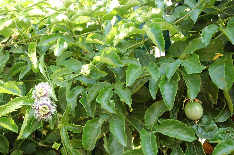 Куст. Пассифлора. (Passiflora edulis). Страстоцвет съедобный. Иерусалим. 12 сентября 2008 г. Фото © "Россия в красках"