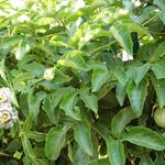 Куст. Пассифлора. (Passiflora edulis). Страстоцвет съедобный. Иерусалим. 12 сентября 2008 г. Фото © "Россия в красках"