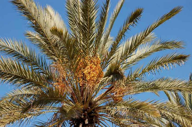 Плодоносящая финиковая пальма. Фото © паломнический центр "Россия в красках" в Иерусалиме