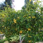 Лимонное дерево. Фото © паломнический центр "Россия в красках" в Иерусалиме