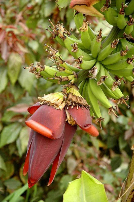 Цветение банановой пальмы. Фото © паломнический центр "Россия в красках" в Иерусалиме