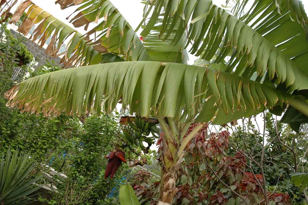 Банановая пальма. Фото © паломнический центр "Россия в красках" в Иерусалиме