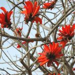 Эритрина. Коралловое дерево. Erythrina corallodendron. Фото © паломнический центр "Россия в красках" в Иерусалиме