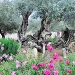 Древние оливы в Гефсиманском саду. © Фото Владимира Шелгунова