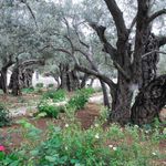 Древние оливы в Гефсиманском саду. © Фото Владимира Шелгунова