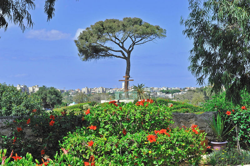 Холм, называемый “Голгофа” с установленным на нем крестом и растущей сосной пинтой