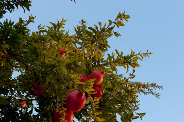 Гранатовое дерево на рассвете на юге Иерусалима. 8 сентября 2011 года