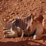 Верблюд часто верный помощник паломника. © Православный паломнический центр "Россия в красках" в Иерусалиме