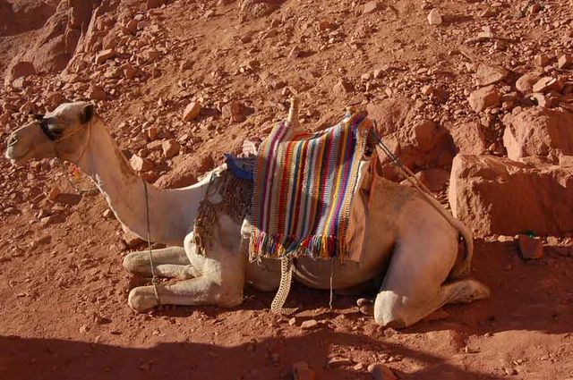 Верблюд часто верный помощник паломника. © Православный паломнический центр "Россия в красках" в Иерусалиме