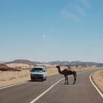 Верблюд, переходящий дорогу. © Православный паломнический центр "Россия в красках" в Иерусалиме