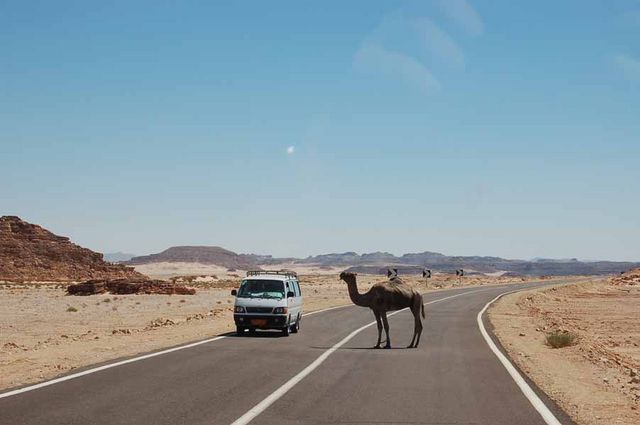 Верблюд, переходящий дорогу. © Православный паломнический центр "Россия в красках" в Иерусалиме