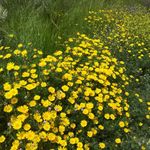 Хризантема коронованная. Chrysanthemum coronarium. Библейское предгорье Иерусалима. Национальный парк Бейт-Гуврин (Тель Морейша)