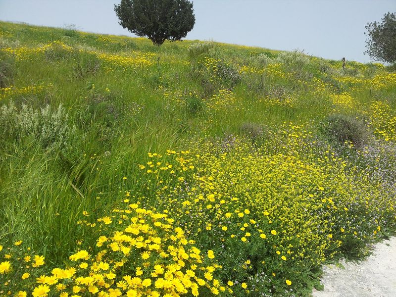 Хризантема коронованная. Chrysanthemum coronarium. Библейское предгорье Иерусалима. Национальный парк Бейт-Гуврин (Тель Морейша)