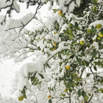 Лимоны в снежном плену