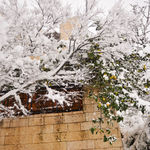 Лимоны и другие деревья слегка припорошило снегом
