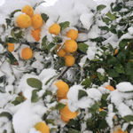 Апельсины в снегу
