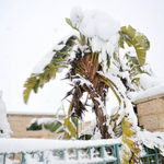 Банановая пальма в снегу