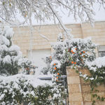 Апельсины в снегу