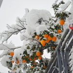 Свеженькие апельсины с холодком снега:)