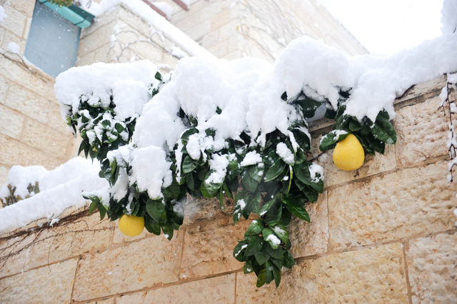 Памелы украшены снежной шапкой ©  Православный паломнический центр «Россия в красках» в Иерусалиме