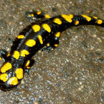 Переднеазиатская саламандра в заповеднике Тель Дан