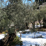 Гефсиманский сад в снегу