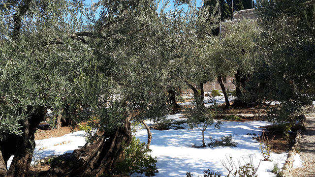 Гефсиманский сад в снегу