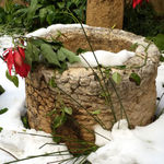 Замерзшие от снега цветы на Крестном пусти Спасителя в Старом городе Иерусалима