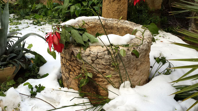 Замерзшие от снега цветы на Крестном пусти Спасителя в Старом городе Иерусалима