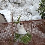 Снеговик в Горнем