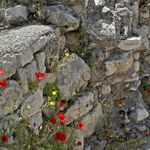 Вифезда. Католический монастырь. Анемоны на руинах византийского храма V века