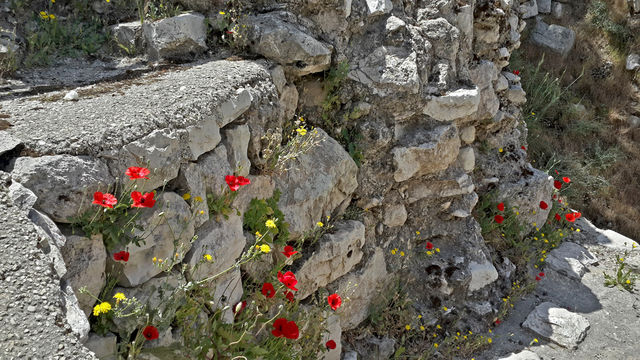 Вифезда. Католический монастырь. Анемоны на руинах византийского храма V века