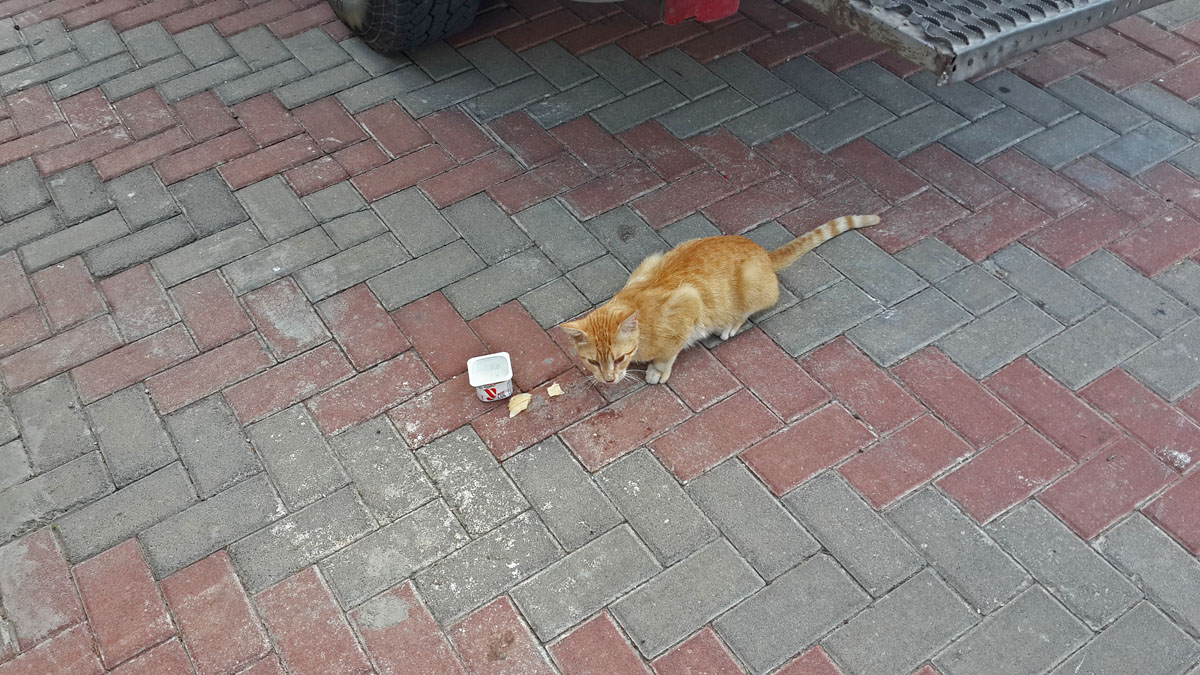 Кот "Иордан" ну русском участке в Магдале, получивший от паломников угощения в выде сыра и йогурта