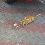 Кот "Иордан" ну русском участке в Магдале, получивший от паломников угощения в выде сыра и йогурта