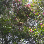 В Капернауме в кустах бугенвилий обнаружен даман - животное упоминаемое в Библии как "скалистый заяц"