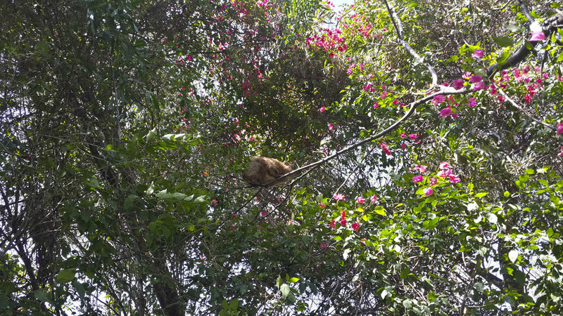 В Капернауме в кустах бугенвилий обнаружен даман - животное упоминаемое в Библии как "скалистый заяц"