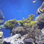 Кольцевой рифовый аквариум