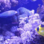 Аквариум редких рыб Красного моря