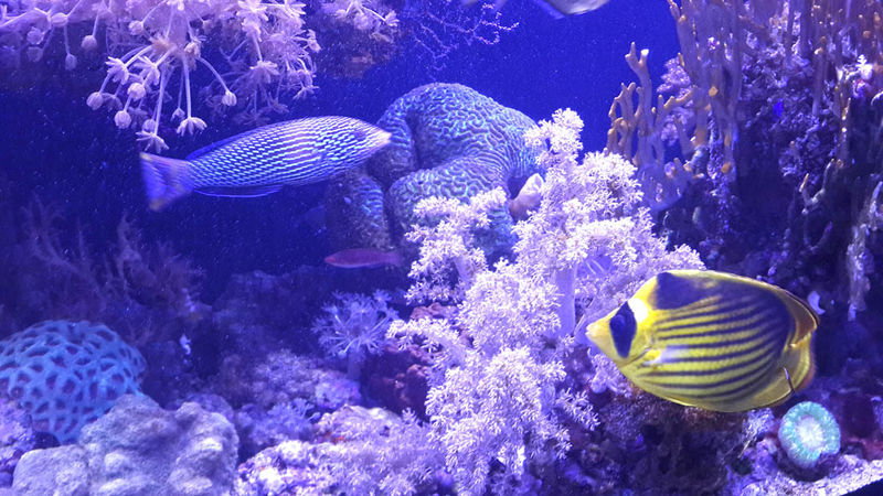 Аквариум редких рыб Красного моря