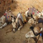 Стоянка "кораблей пустыни" - верблюдов. © Православный паломнический центр "Россия в красках" в Иерусалиме